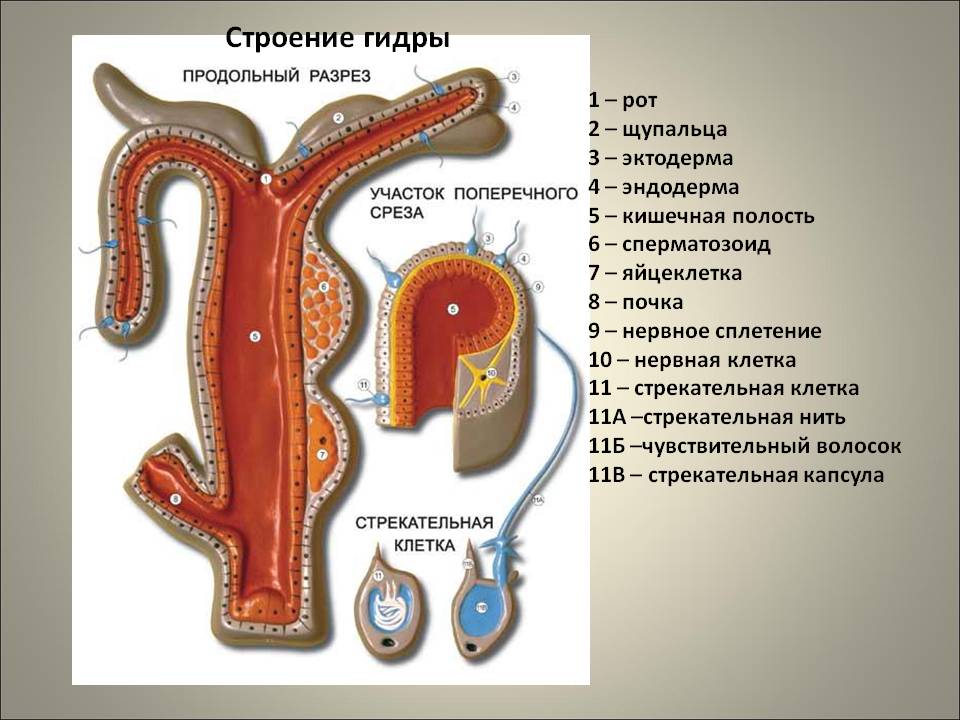 Ссылки кракен 2024